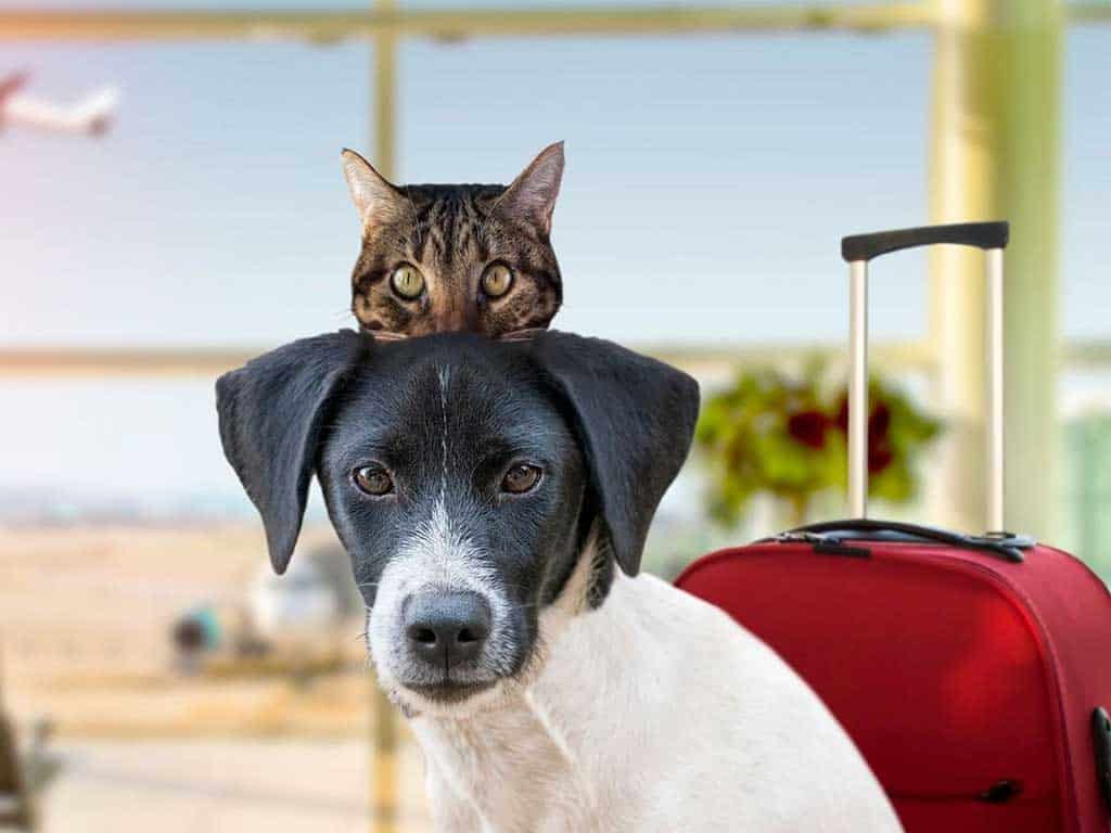 10 Pet Travel Tips for Safe Trips with Pets