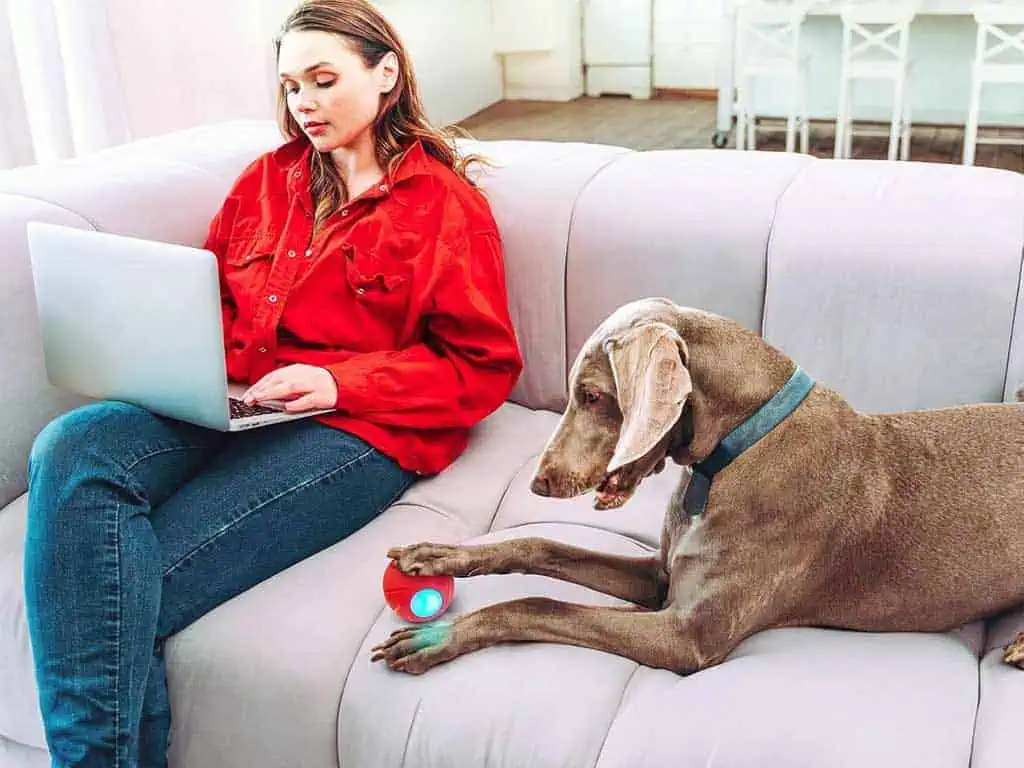 Cheerble Wicked Ball 7 Powerful Reasons Pets Love It