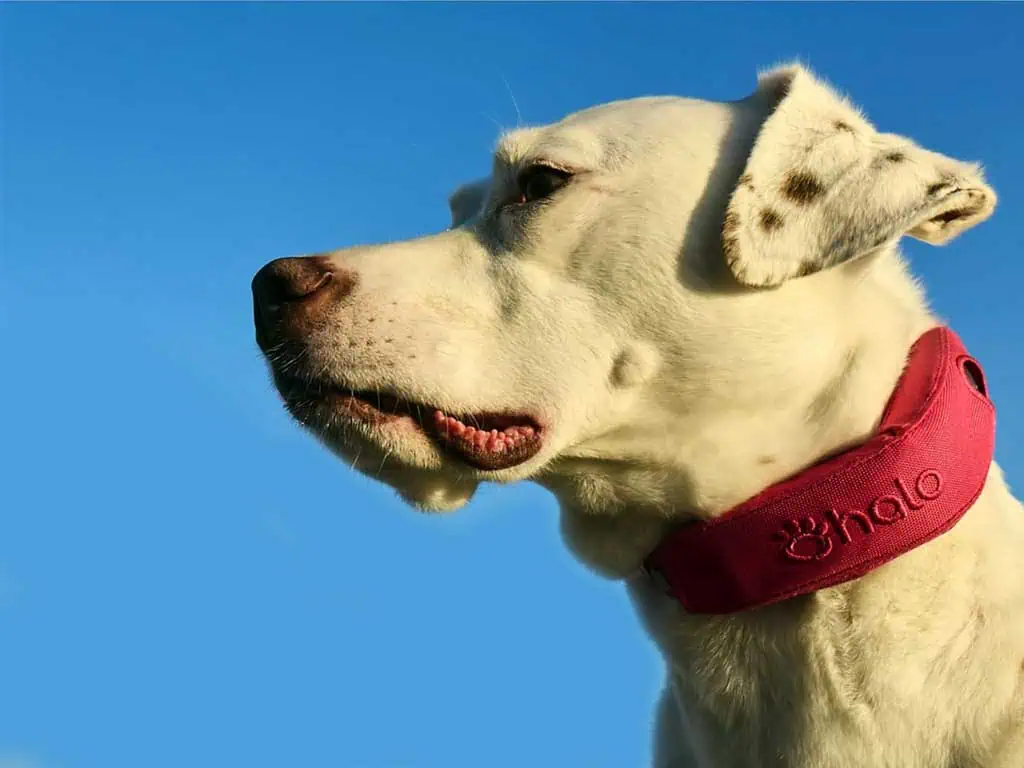Halo Collar 4 – 7 Smart Reasons It’s the Best GPS Dog Fence