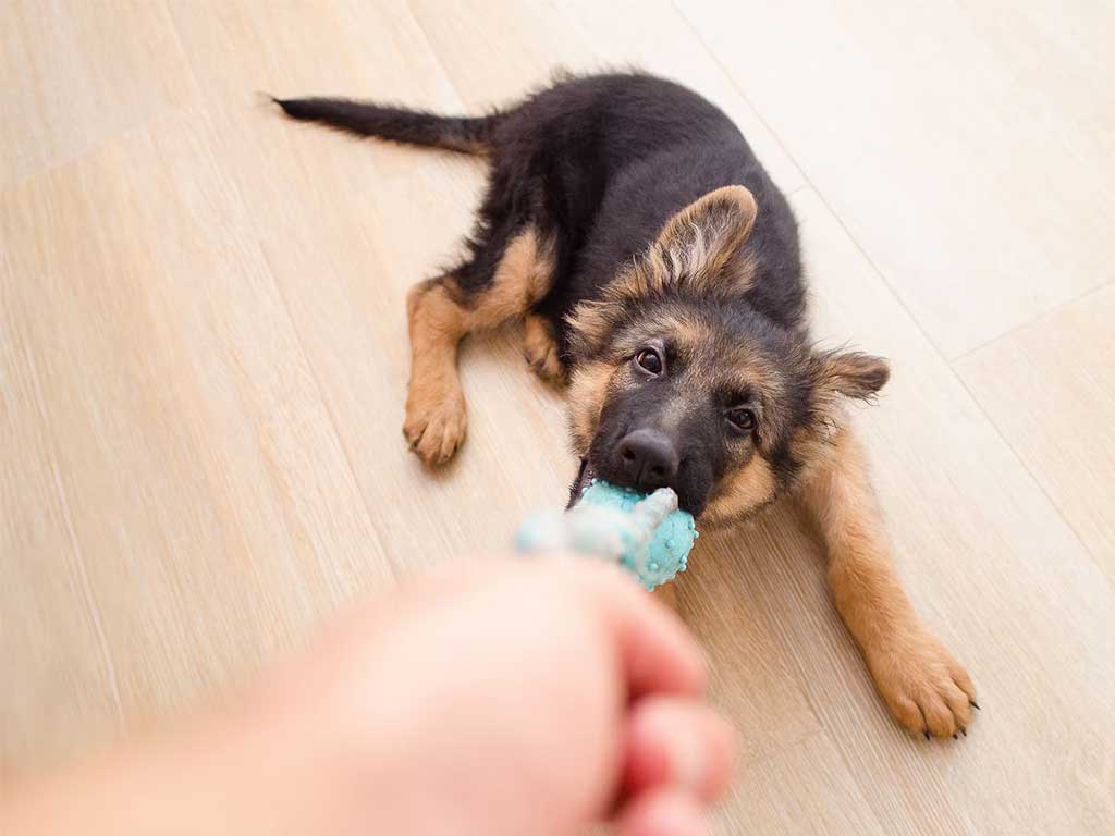 How to Calm a Hyper Dog: Practical Tips for Every Pet Owner