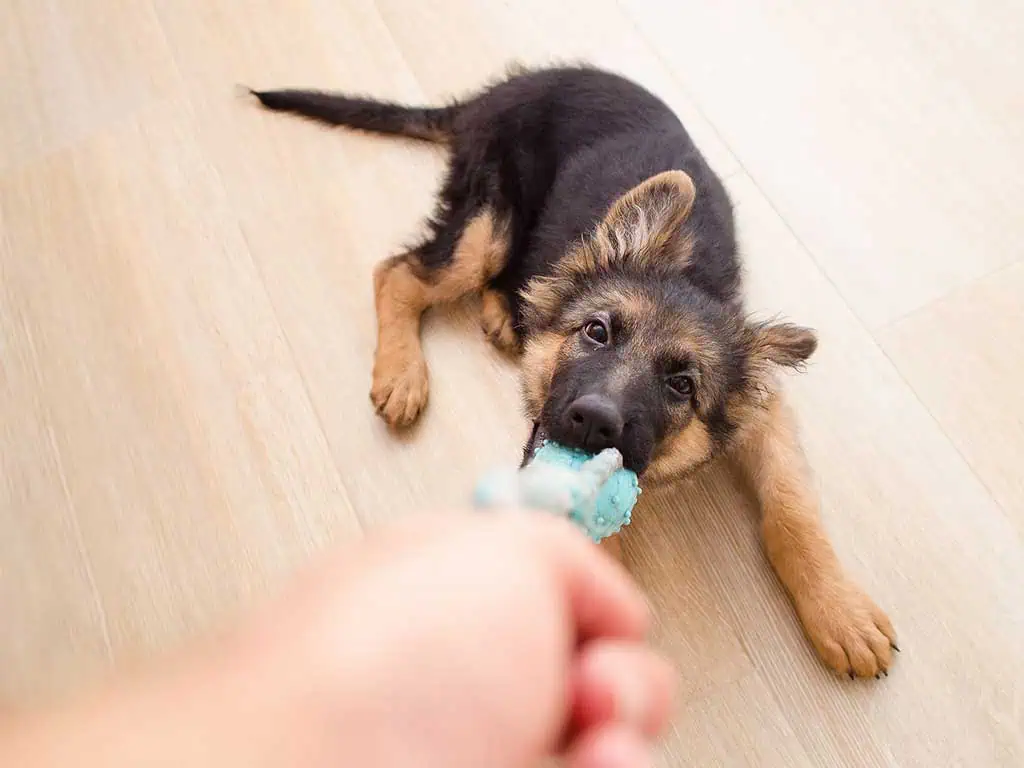 How to Calm a Hyper Dog: Practical Tips for Every Pet Owner