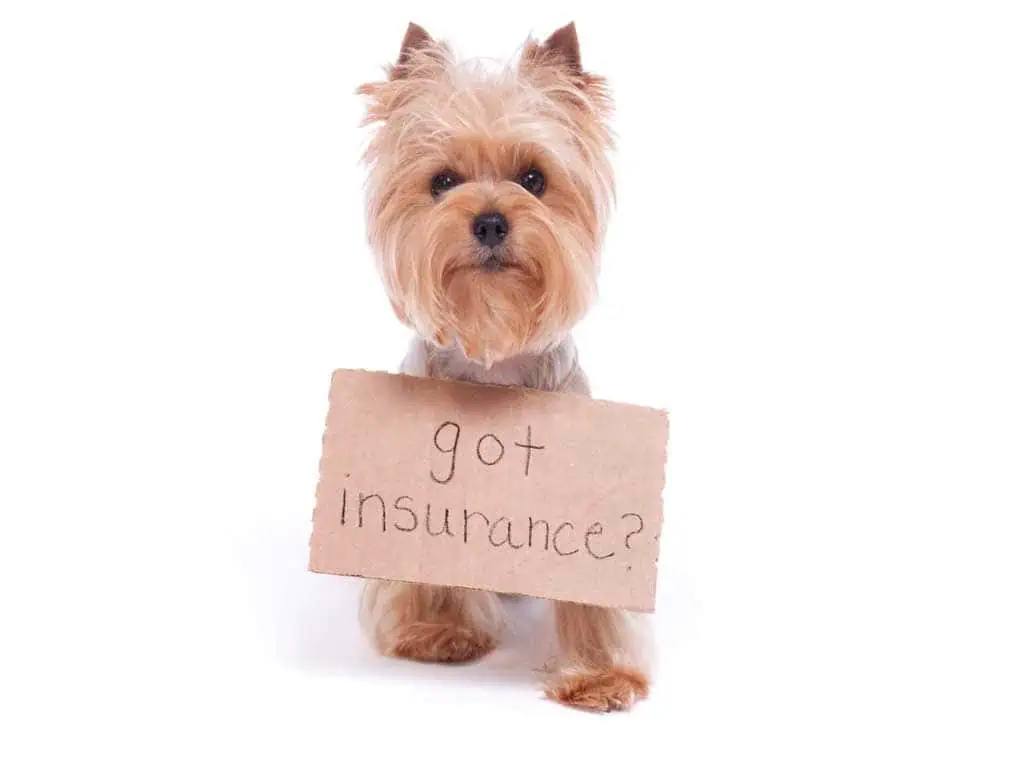 Pet Insurance Worth It – 7 Shocking Truths Owners Miss