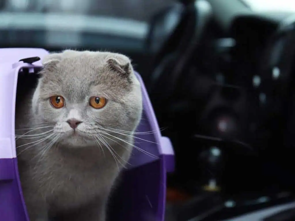 Fluffy gray cat with amber eyes sitting inside a purple pet carrier on a car seat, ready for travel.