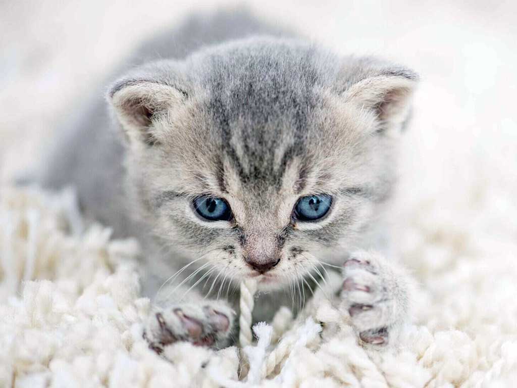 Why Do Cats Make Biscuits? 7 Adorable Reasons Explained