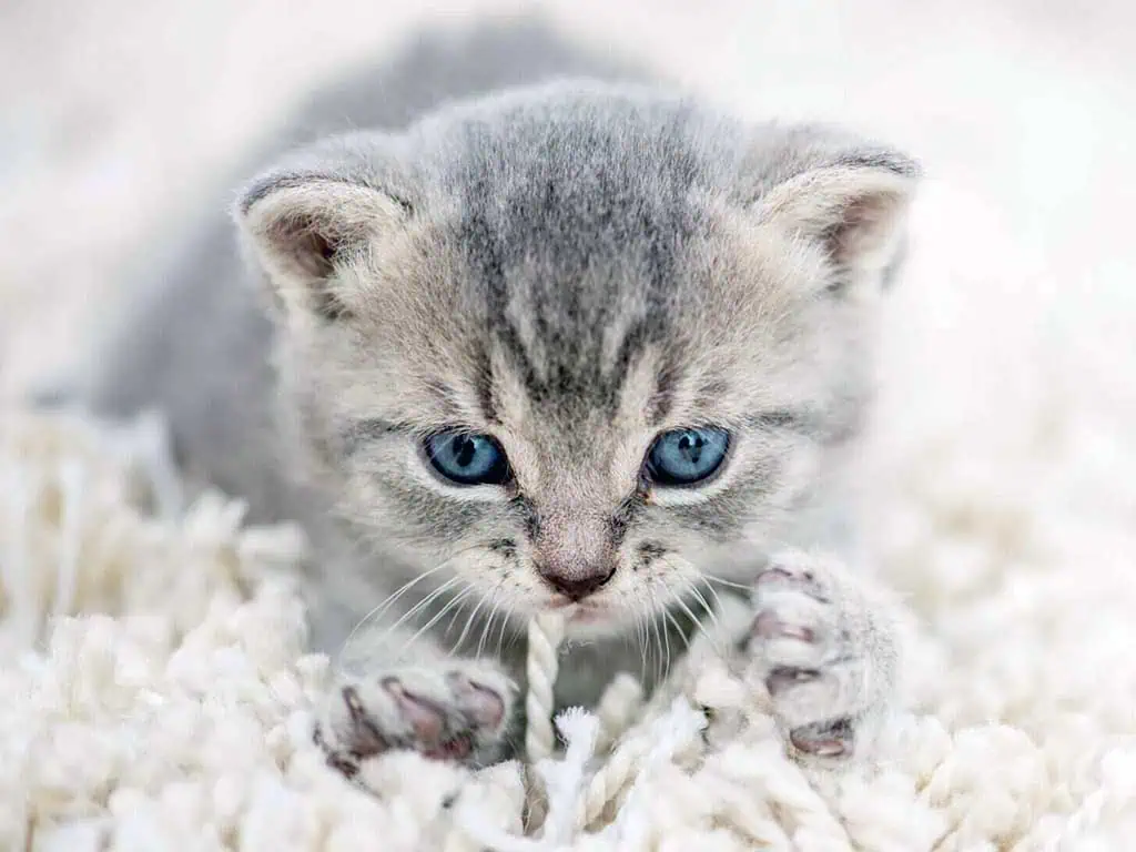 Why Do Cats Make Biscuits? 7 Adorable Reasons Explained