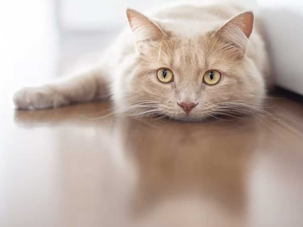 Why Is My Cat Vomiting Undigested Food? 7 Scary Causes