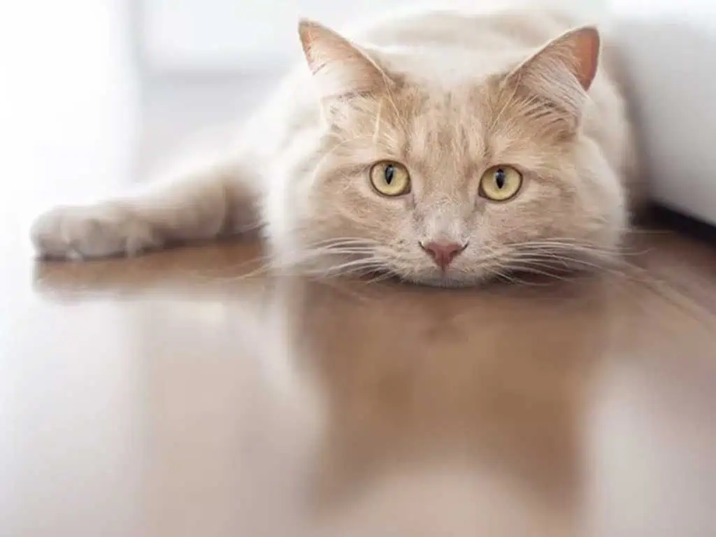 Why Is My Cat Vomiting Undigested Food? 7 Scary Causes