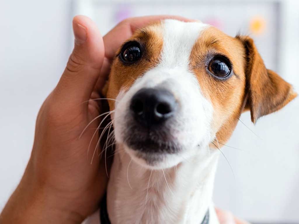 Why Is My Dog Pacing and Won’t Lie Down? 7 Serious Causes