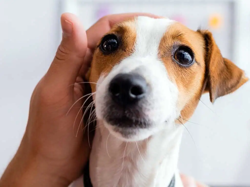 Why Is My Dog Pacing and Won’t Lie Down? 7 Serious Causes