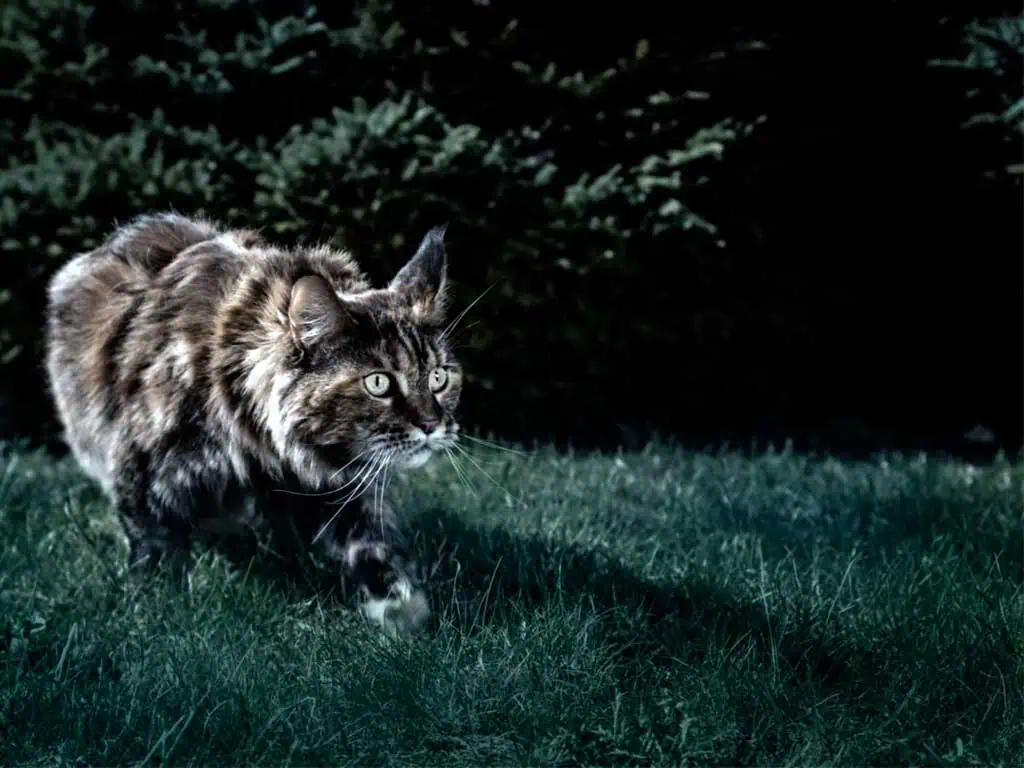 Can Cats See in the Dark? 9 Amazing Secrets Uncovered