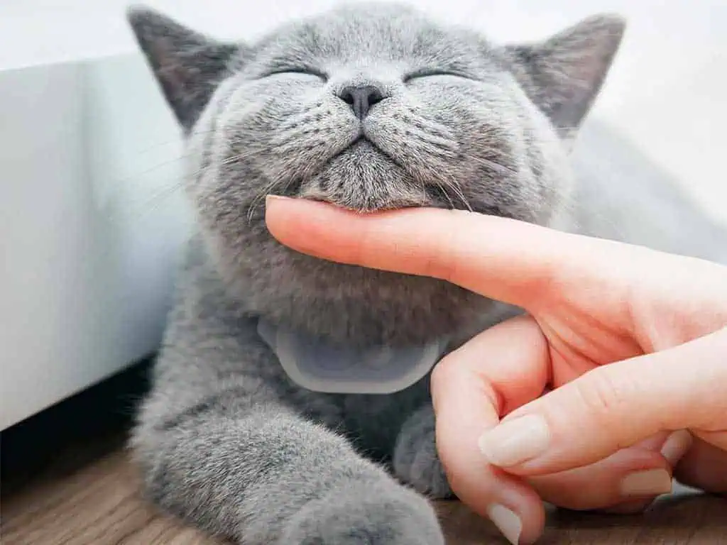 GPS Tracker for Cats Tabcat – 7 Smart Reasons Owners Love It