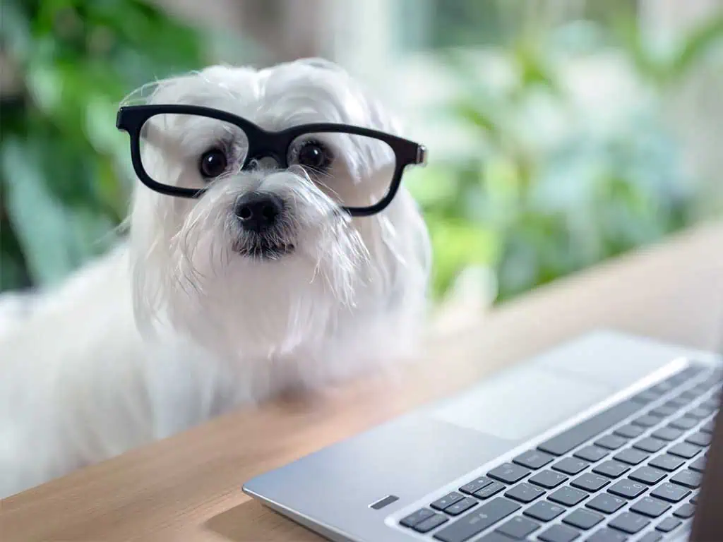 Pet Technology 2025: 21 Powerful Ways It Transforms Care